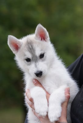 Les chiots de Siberian Husky
