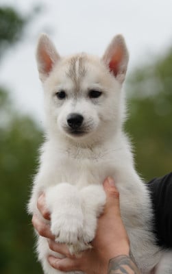 Les chiots de Siberian Husky