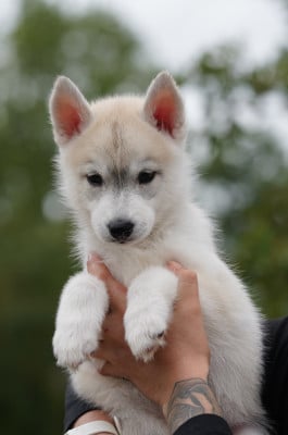 Les chiots de Siberian Husky
