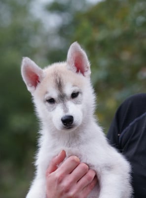 Les chiots de Siberian Husky