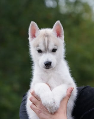 Les chiots de Siberian Husky