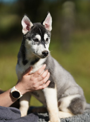 Les chiots de Siberian Husky