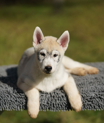 Les chiots de Siberian Husky