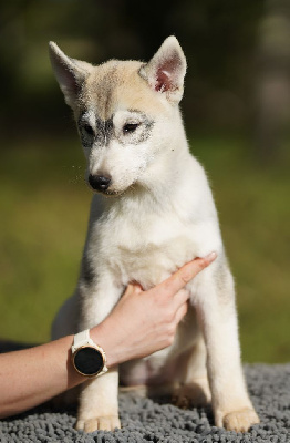 Les chiots de Siberian Husky