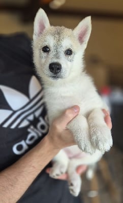 Les chiots de Siberian Husky