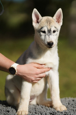 Les chiots de Siberian Husky