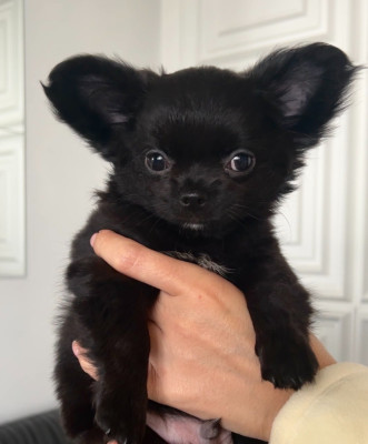 Les chiots de Chihuahua