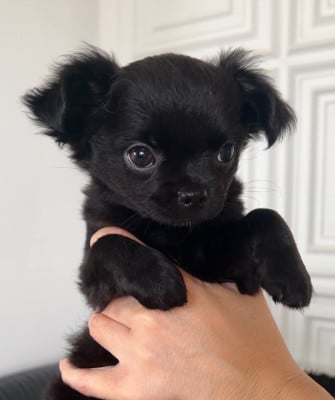 Les chiots de Chihuahua