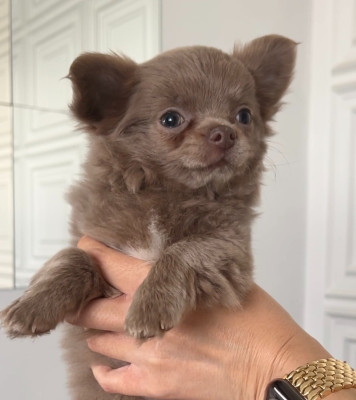 Les chiots de Chihuahua