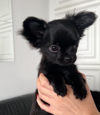 Les chiots de Chihuahua