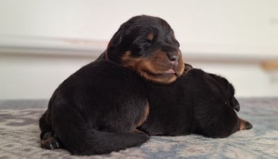 Des Pensées Bergères