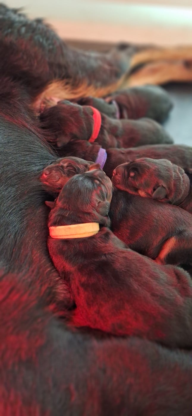 Berger de Beauce - Des Pensées Bergères