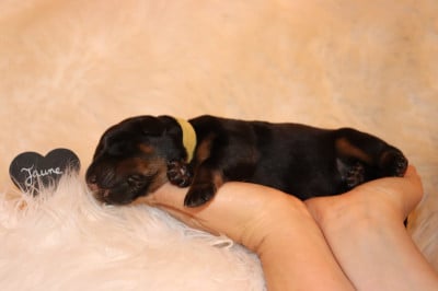 Les chiots de Berger de Beauce