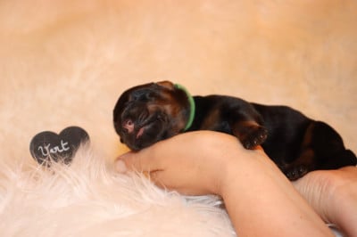 Les chiots de Berger de Beauce