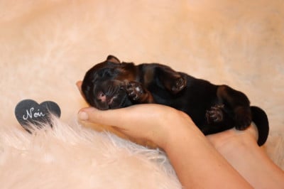 Les chiots de Berger de Beauce