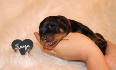 Les chiots de Berger de Beauce