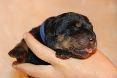 Les chiots de Berger de Beauce