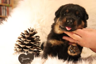 Les chiots de Berger de Beauce