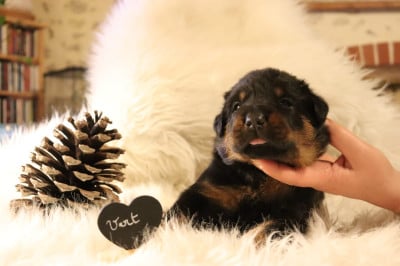 Les chiots de Berger de Beauce