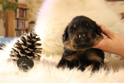 Les chiots de Berger de Beauce