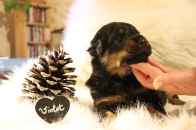 Les chiots de Berger de Beauce