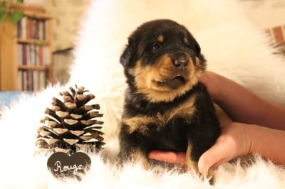 Les chiots de Berger de Beauce