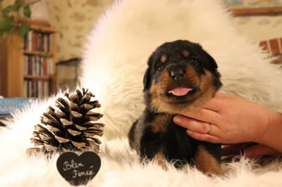 Les chiots de Berger de Beauce