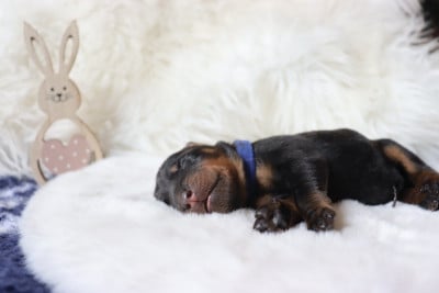 Les chiots de Berger de Beauce