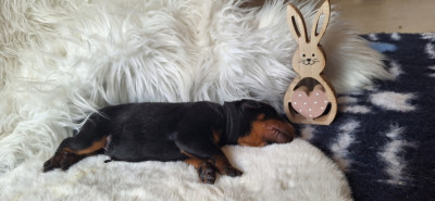 Les chiots de Berger de Beauce