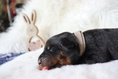 Les chiots de Berger de Beauce