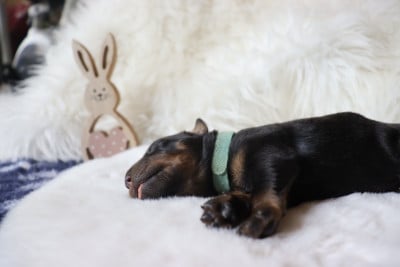 Les chiots de Berger de Beauce
