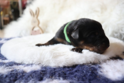 Les chiots de Berger de Beauce