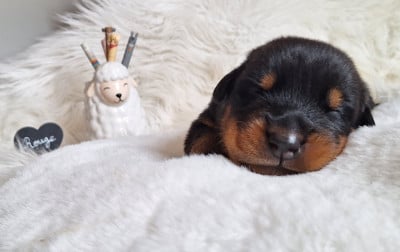 Les chiots de Berger de Beauce