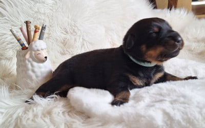 Les chiots de Berger de Beauce