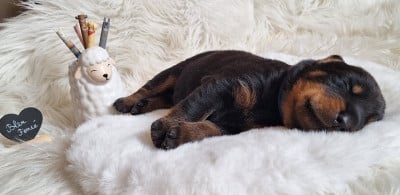 Les chiots de Berger de Beauce