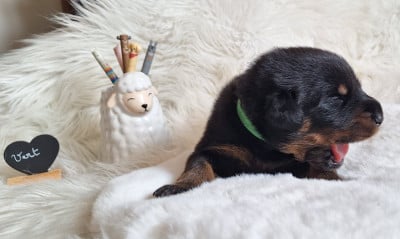 Les chiots de Berger de Beauce