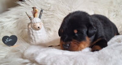 Les chiots de Berger de Beauce