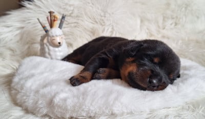 Les chiots de Berger de Beauce