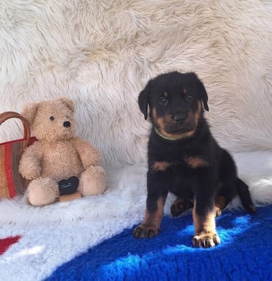Les chiots de Berger de Beauce
