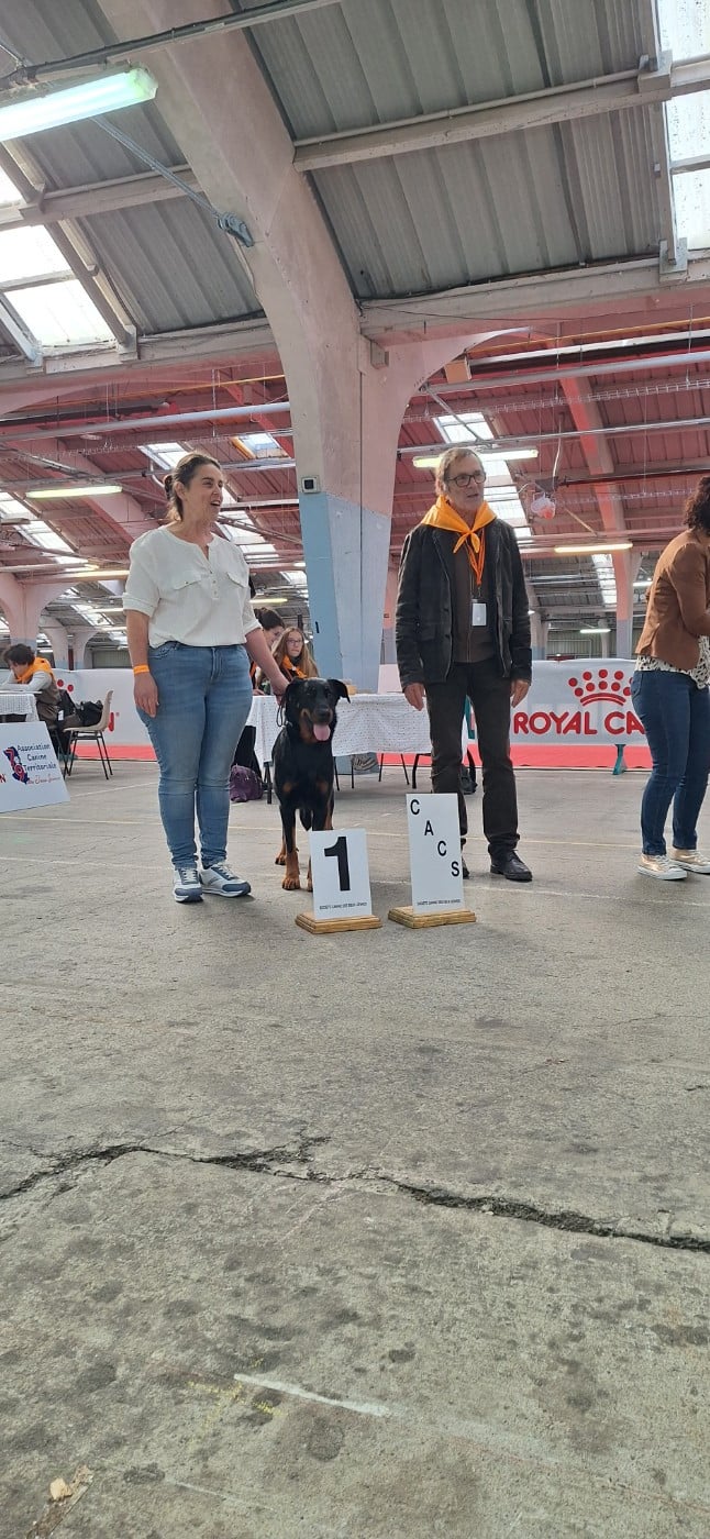 Une plume Des Pensées Bergères - 1er Excellent CACS Meilleur de race 2eme du groupe 1