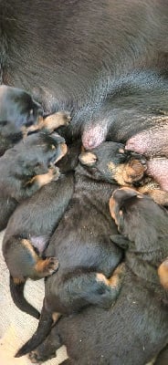 Les Pensées Du Soleil