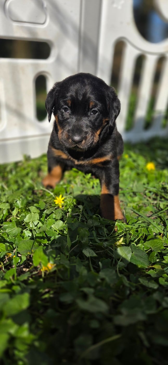 Berger de Beauce - Les Pensées Du Soleil