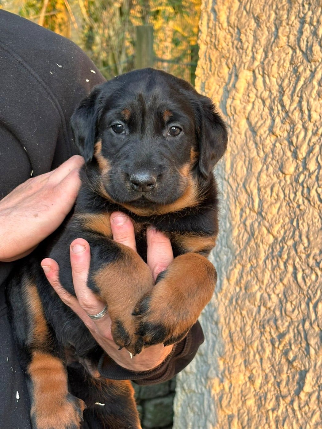 Berger de Beauce - Les Pensées Du Soleil