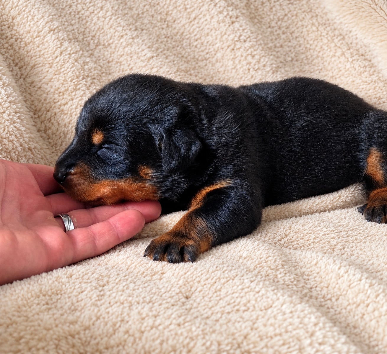 Bien mignon - Berger de Beauce