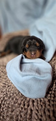 Les chiots de Berger de Beauce