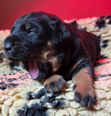 Les chiots de Berger de Beauce