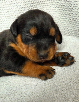 Les chiots de Berger de Beauce