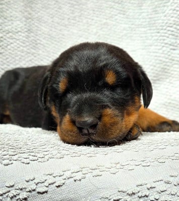 Les chiots de Berger de Beauce