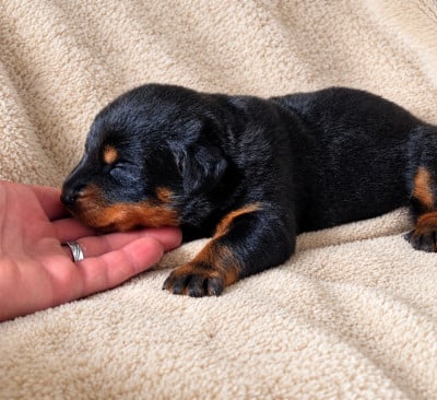 Bien mignon - Berger de Beauce