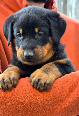 Les chiots de Berger de Beauce